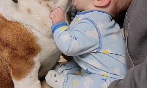 Small Dog Lover Says Goodbye To Bulldog