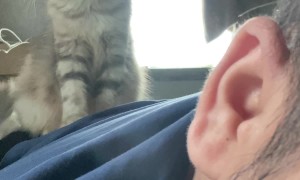 Kitten Mittens Give Massage