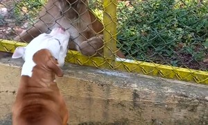 Dog Plays With Puma Through Fence