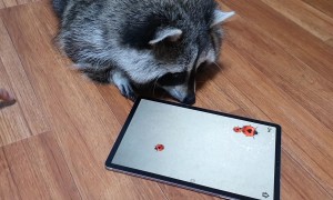 Raccoon Plays a Game on an iPad