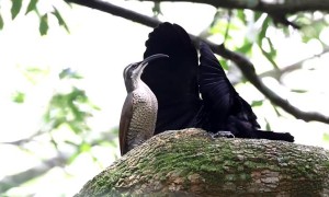 Male Paradise Riflebird Shows Off For Female