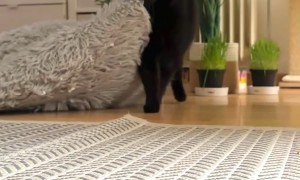 Cat Drags Bed To Better Corner