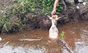 Farmers Rescues a Calf That Had Fallen Into a Ditch