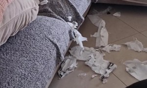 Returning Home to Find a Dog-Created Disaster