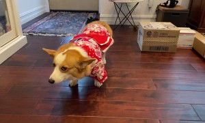 Corgi Makes The Saddest Face at Halloween Costume
