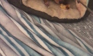 Rocky Rejects Chicken Flauta