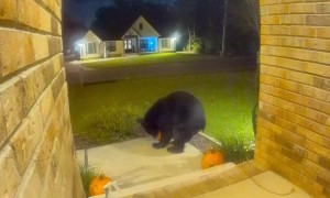 Apparently This Black Bear Is Getting Into Spooky Season Too