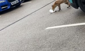 Hungry Fox Fails to Secure Dinner