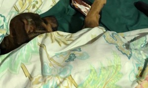 A Dog Watches Dog Videos