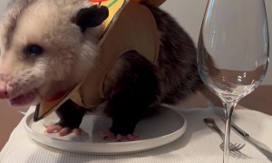 Tonight's Dinner Is A Very Suspicious Pizza