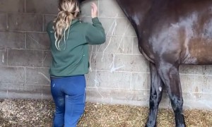 Tall Horse Teases Short Woman