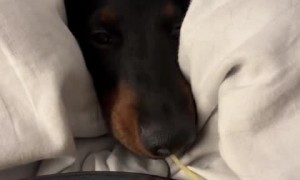 Sneaky pup is the cutest spaghetti thief  
