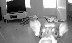 Pup is making sure her owner hears her cry