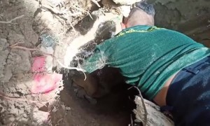 Guys Rescue Turtle From Hole