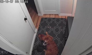 Cat Gives Golden Retriever a Massage