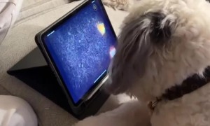 POV: You Accidently Turned Your Dog Into an iPad Kid