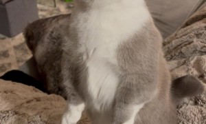 Cat Standing Up Eating a Popsicle