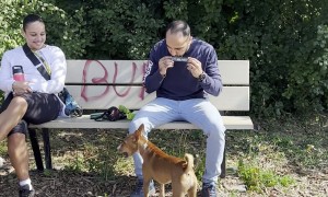 Dogs Howl Along With Harmonica