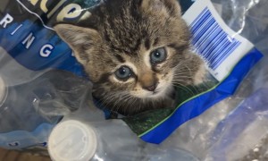 Kitten Gets Stuck in Case of Water Bottles
