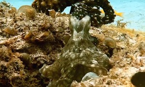 Octopus Punches Annoying Fish