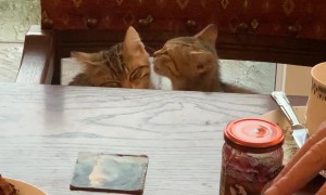 Kittens Show Each Other Love at the Table