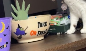 Cat Tries To Avoid The Candy Zombie