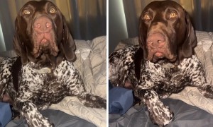 Dog shows owner who is really the annoying one