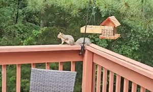 Squirrel Eats Spicy Birdseed