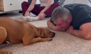 Amazing family adopts stray dog in emotional video 
