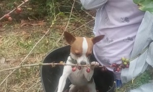 Dog Helps Harvest Coffee Beans