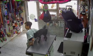 Dog Lifts Leg on Veterinarian