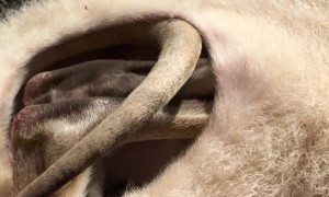 Wallaby Joey Rescued And Rehabilitated