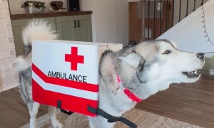 Did Someone Call For an Ambwoolance?