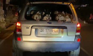 Hatchback Of Huskies