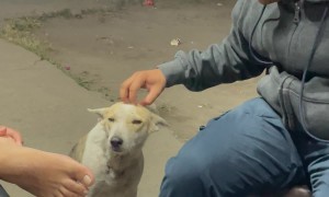 Dog Wants To Join The Party