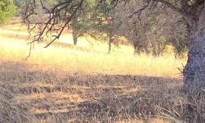 Donkey Joins A Herd Of Elk