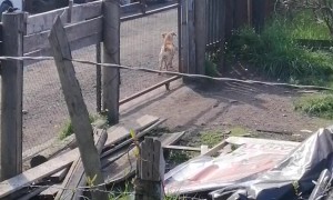 Dog Likes to Start Drama