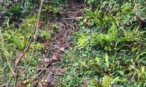 Fail While Walking the Dog