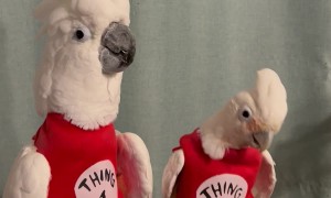 There Is No Costume That Fits These Birds Better