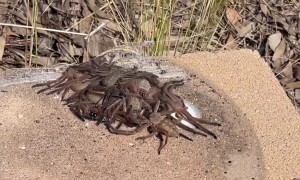 Man Comes Across a Pile of Huntsman Spiders