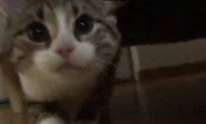 Older Cat Suddenly Bops Younger Cat