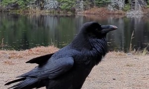 Raven Imitates Dog-like Sounds