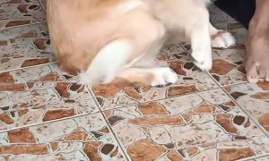 Dog Thinks Kitten Is Her Baby