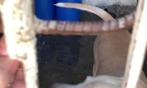 Helpful Dog Fetches Keys