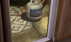 Humane Mouse Removal