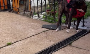 Boxer Takes Her Sweater Off