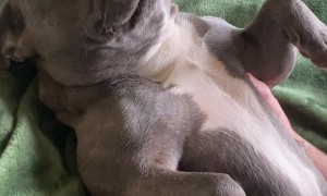 Bulldog Loves Raspberries On Her Tummy