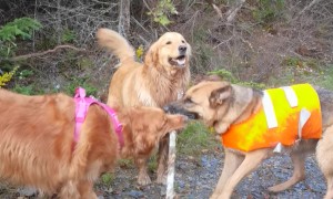 Dogs On A Hike Play Tug-of-War