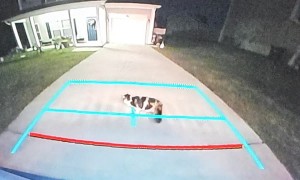 Rolling Cat Blocks Truck Reversing