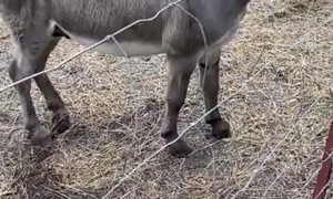 Giant Screaming Chicken Makes Donkey's Day